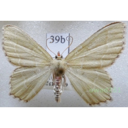 Hemithea aestivaria (Hübner, 1789) Czech39b